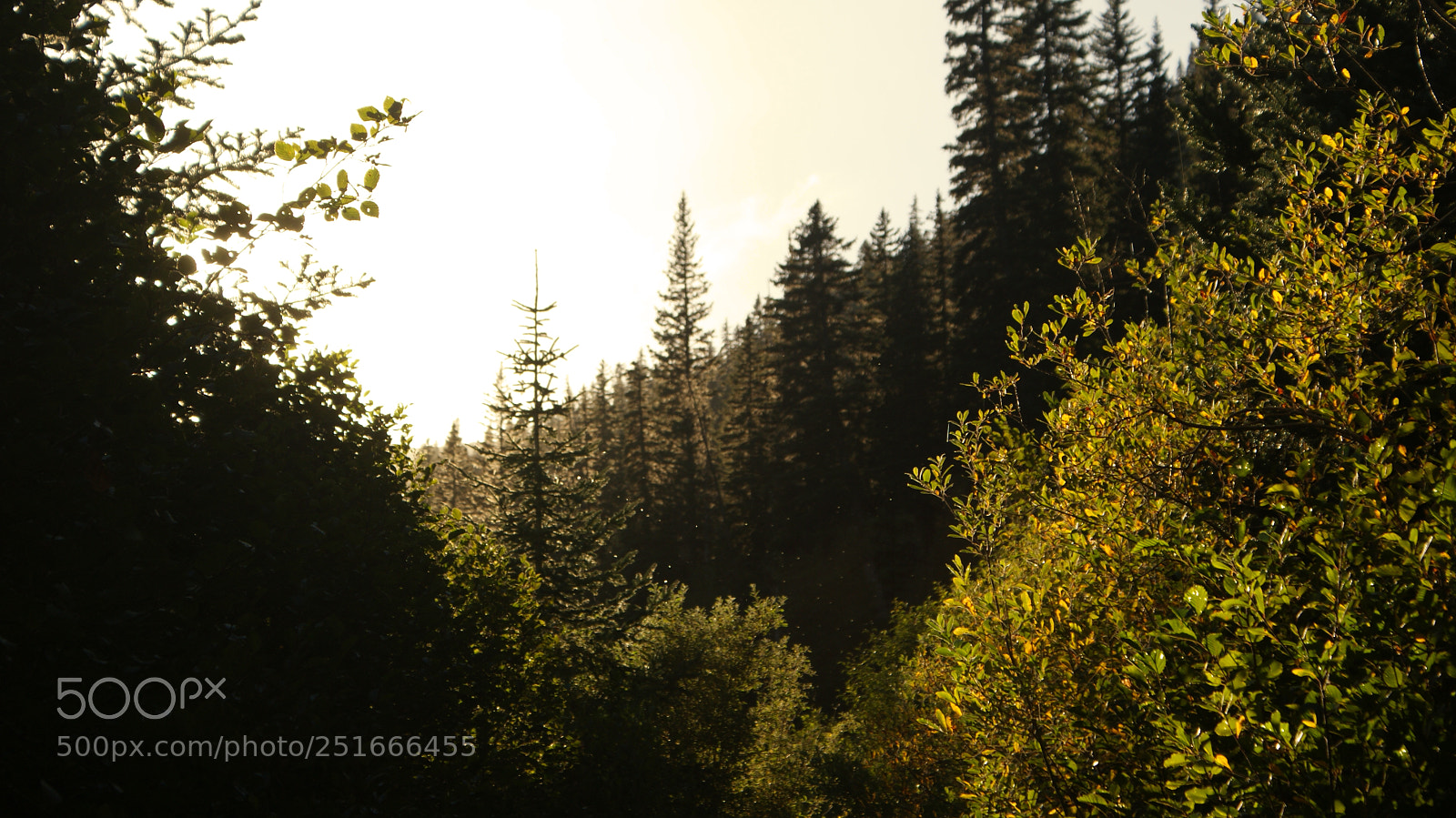 Sony Alpha DSLR-A200 sample photo. Glacier basin trail, mt photography