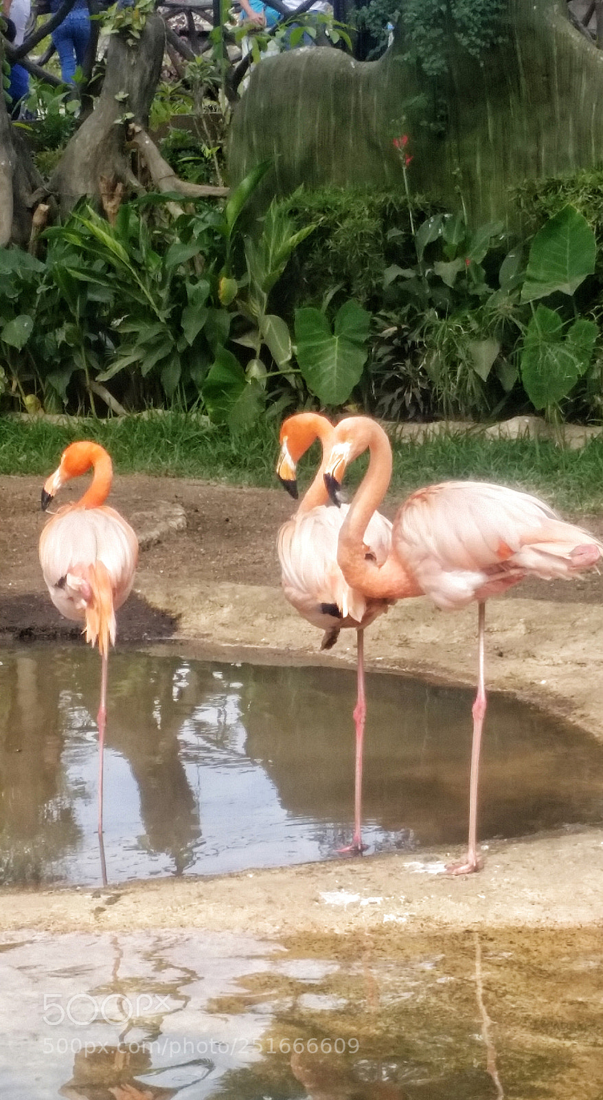 Samsung Galaxy S5 sample photo. Flamingos photography
