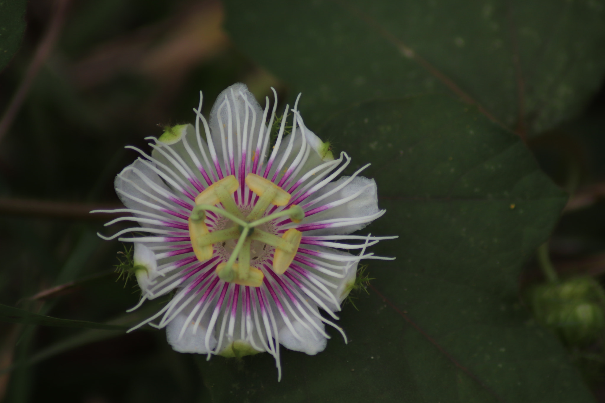 Canon EOS 77D (EOS 9000D / EOS 770D) sample photo. Wild flower photography