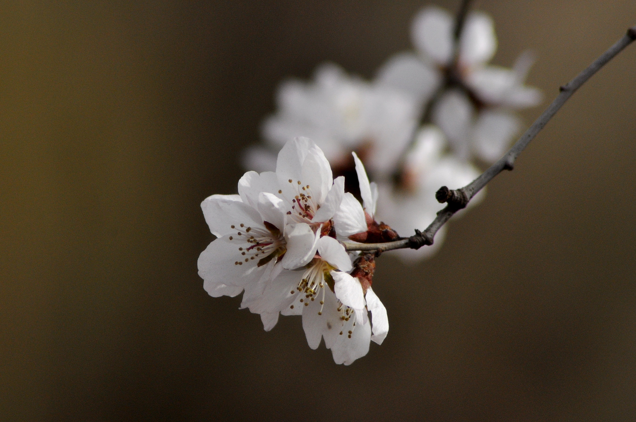 Nikon AF Nikkor 70-300mm F4-5.6G sample photo. Peach blossom photography