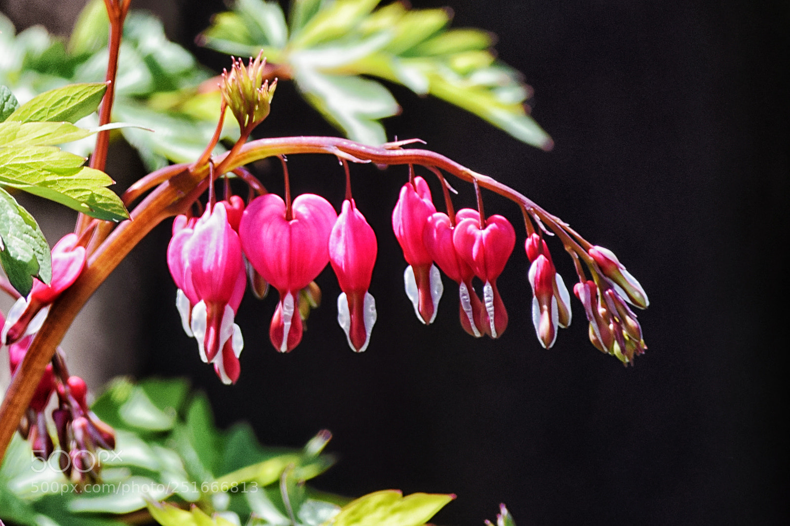 Nikon D3300 sample photo. Bleeding heart photography