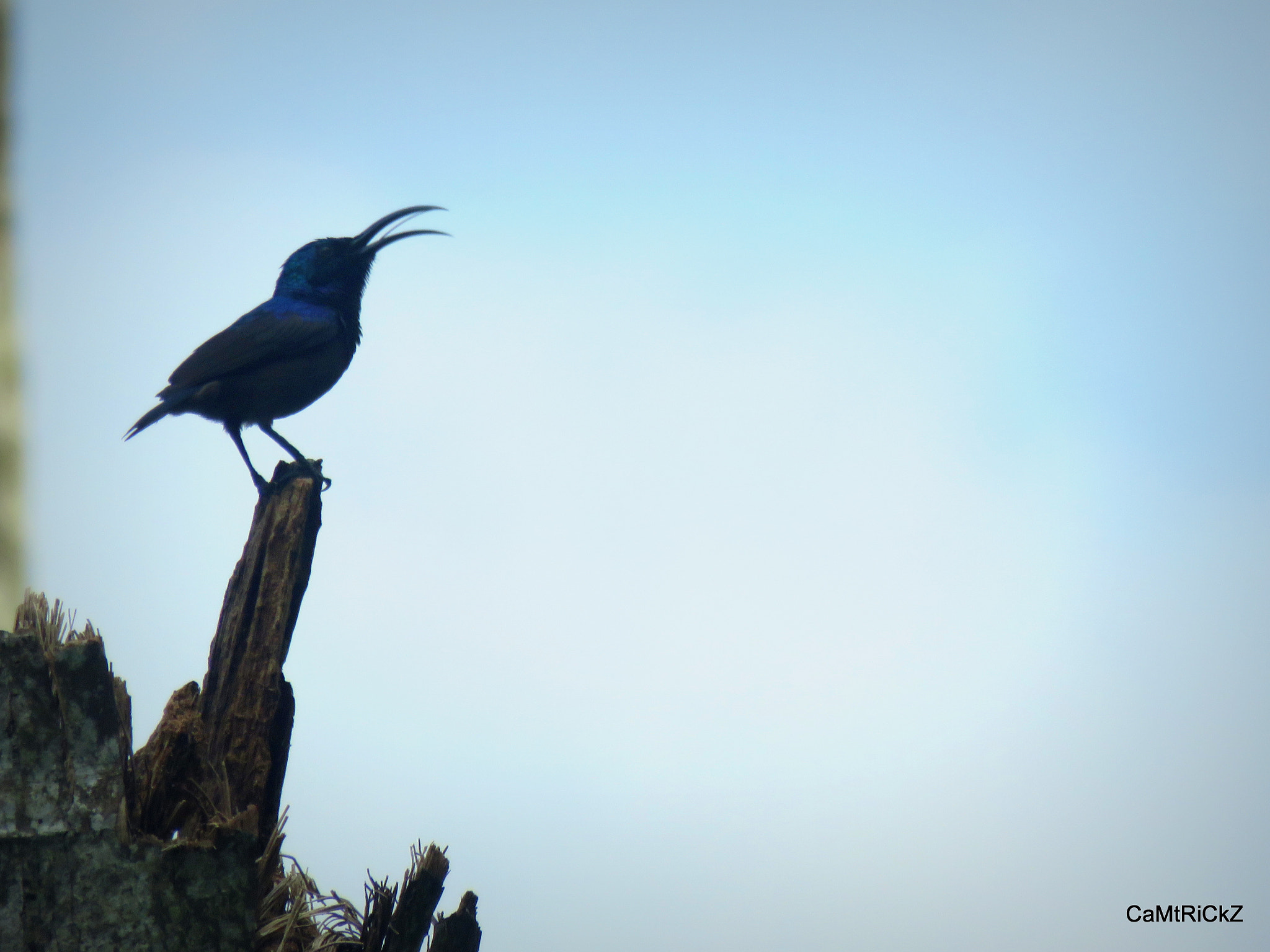 Canon PowerShot SX700 HS sample photo