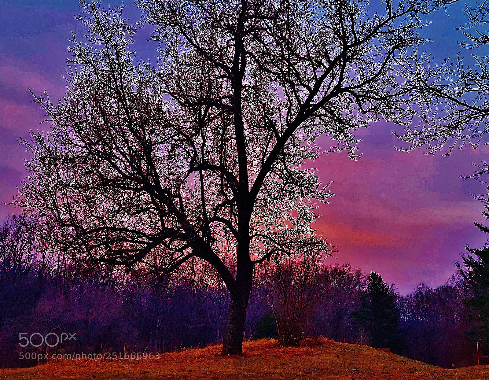 Samsung Galaxy S6 sample photo. Dusk tree silhouette 2018 photography