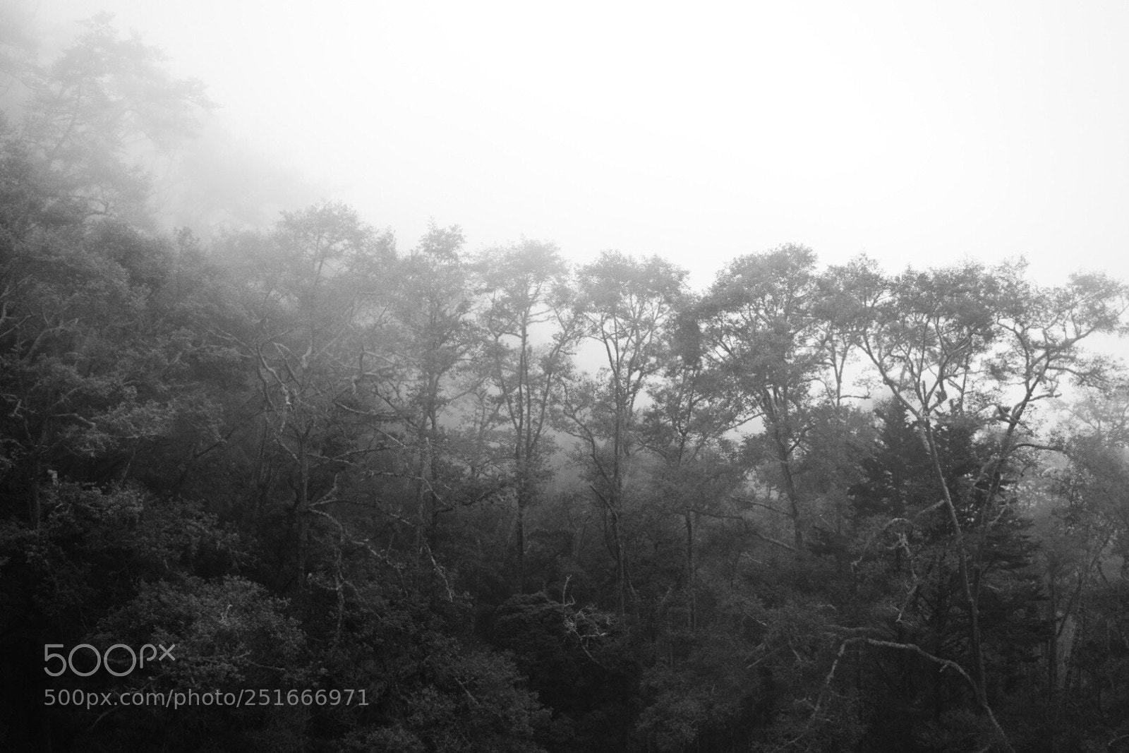 Nikon D3300 sample photo. Niebla photography