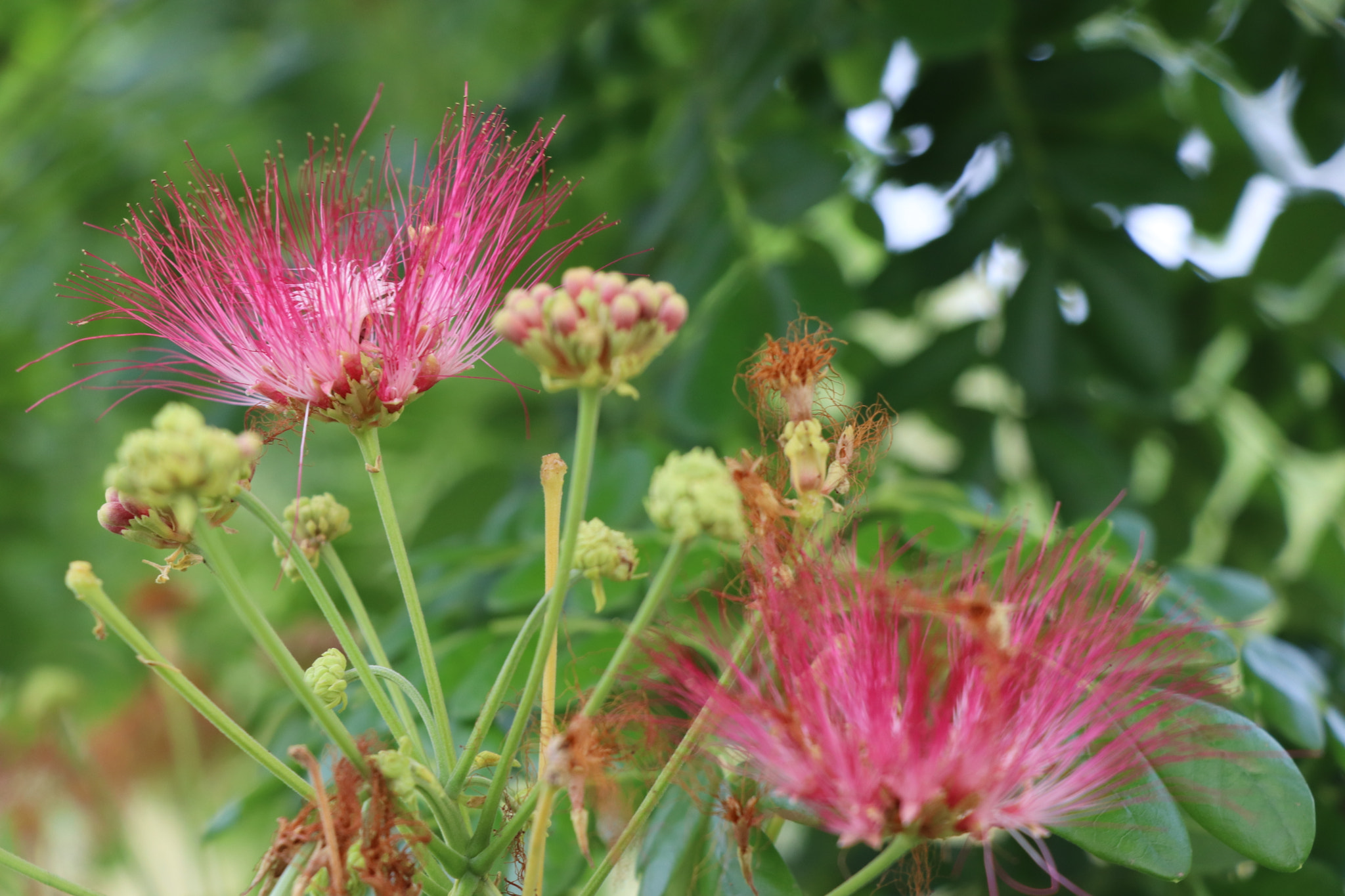 Canon EOS 77D (EOS 9000D / EOS 770D) sample photo. Flower campano photography
