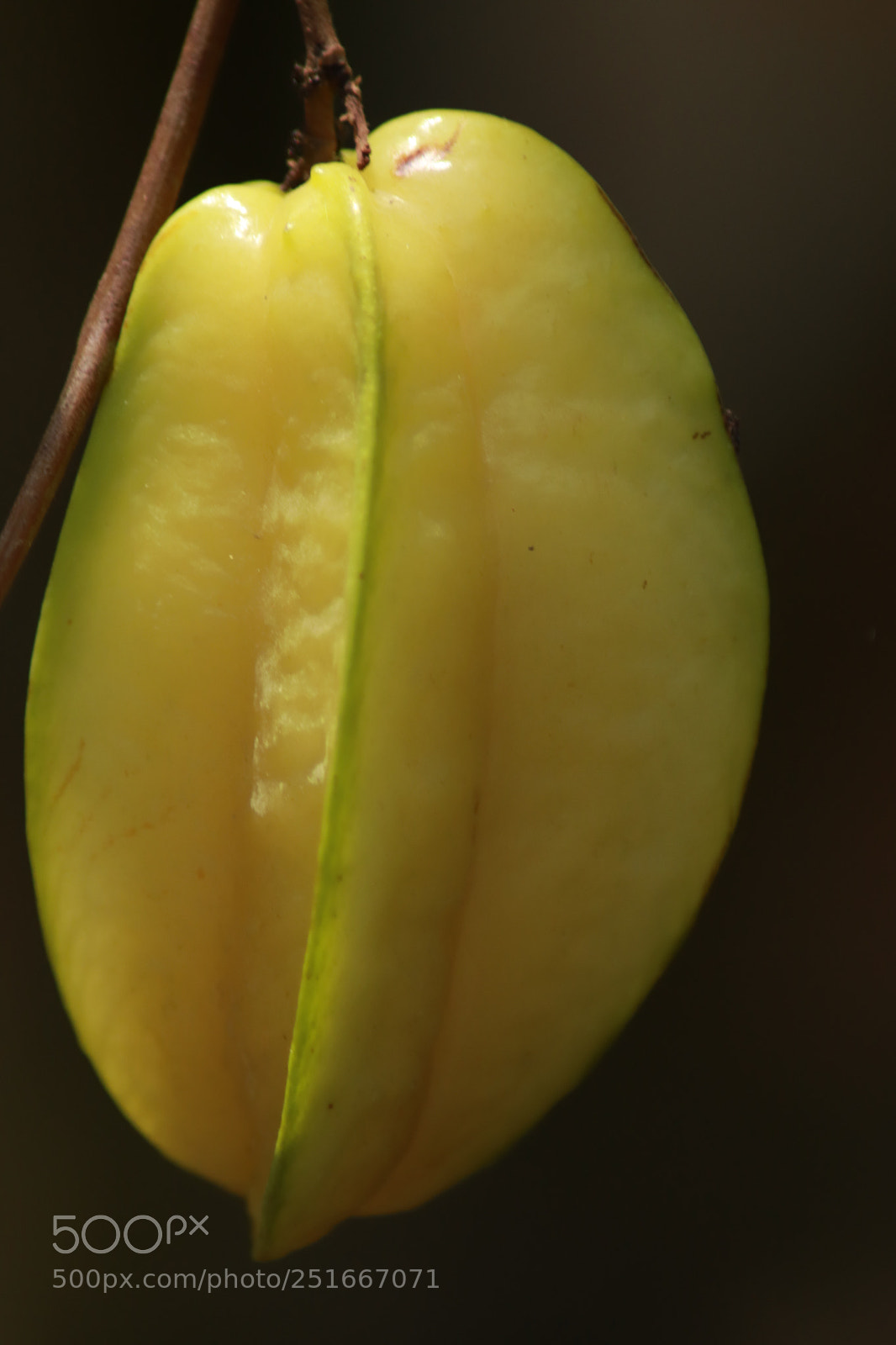Canon EOS 77D (EOS 9000D / EOS 770D) sample photo. Tropical fruit torombolo photography