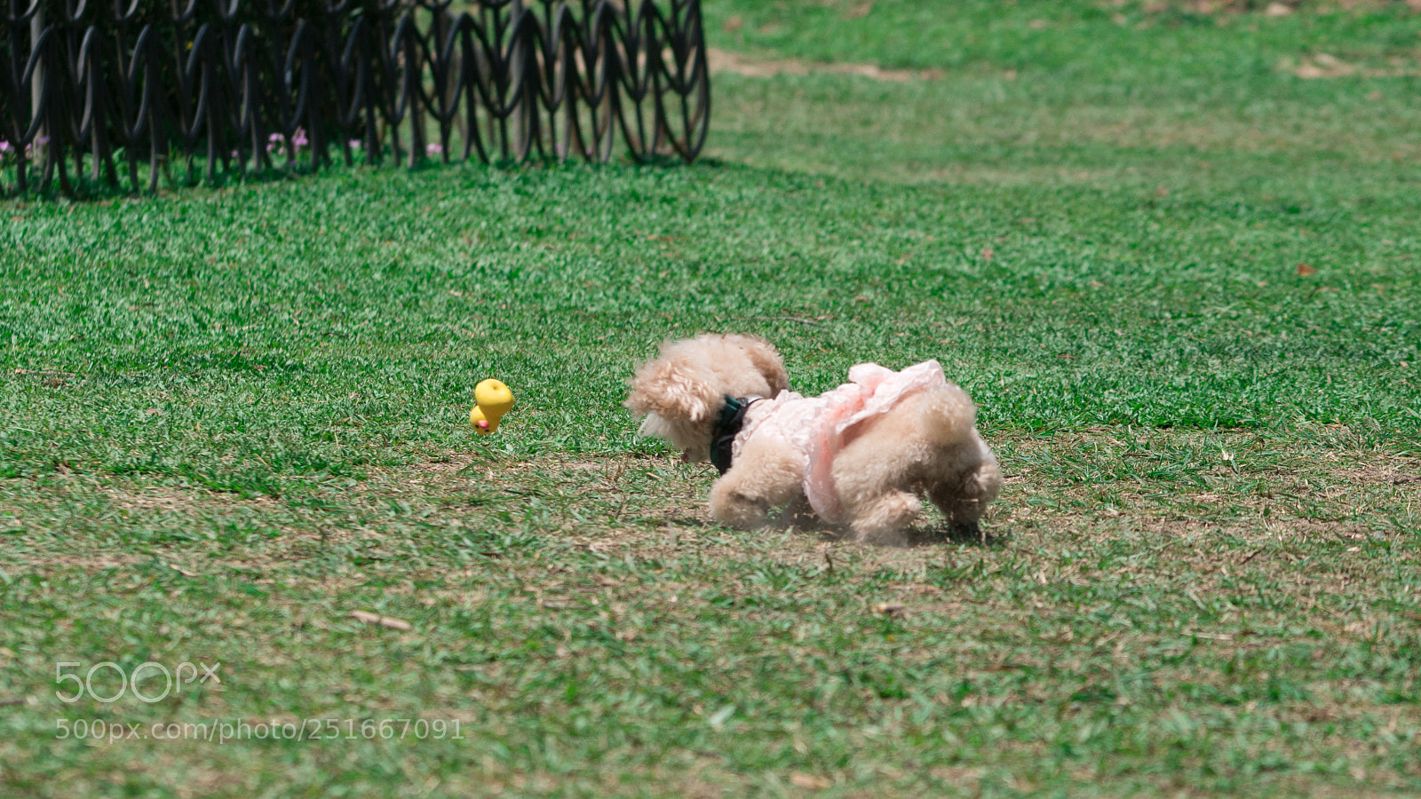 Sony a7R II sample photo. Dsc photography