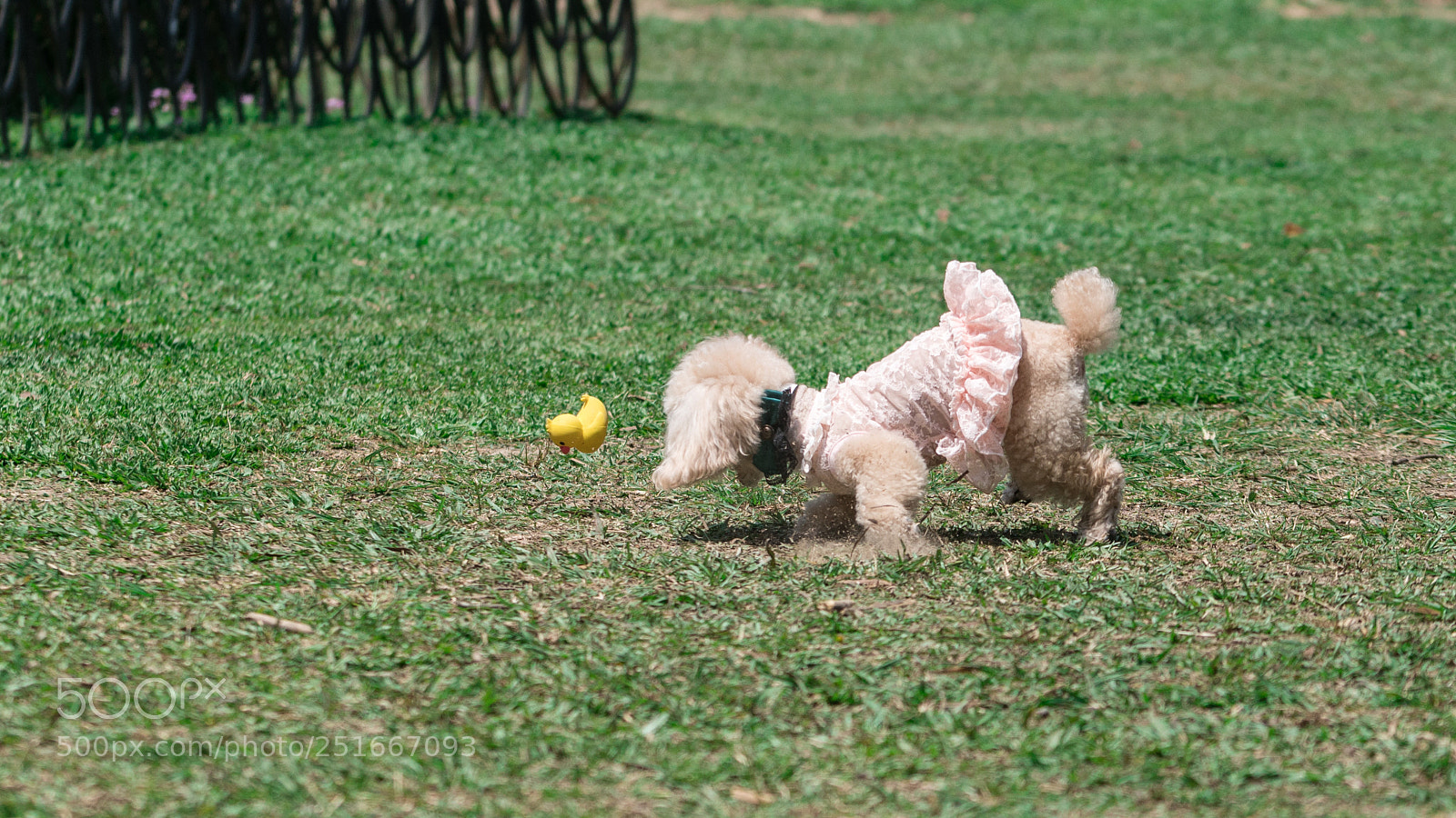 Sony a7R II sample photo. Dsc photography