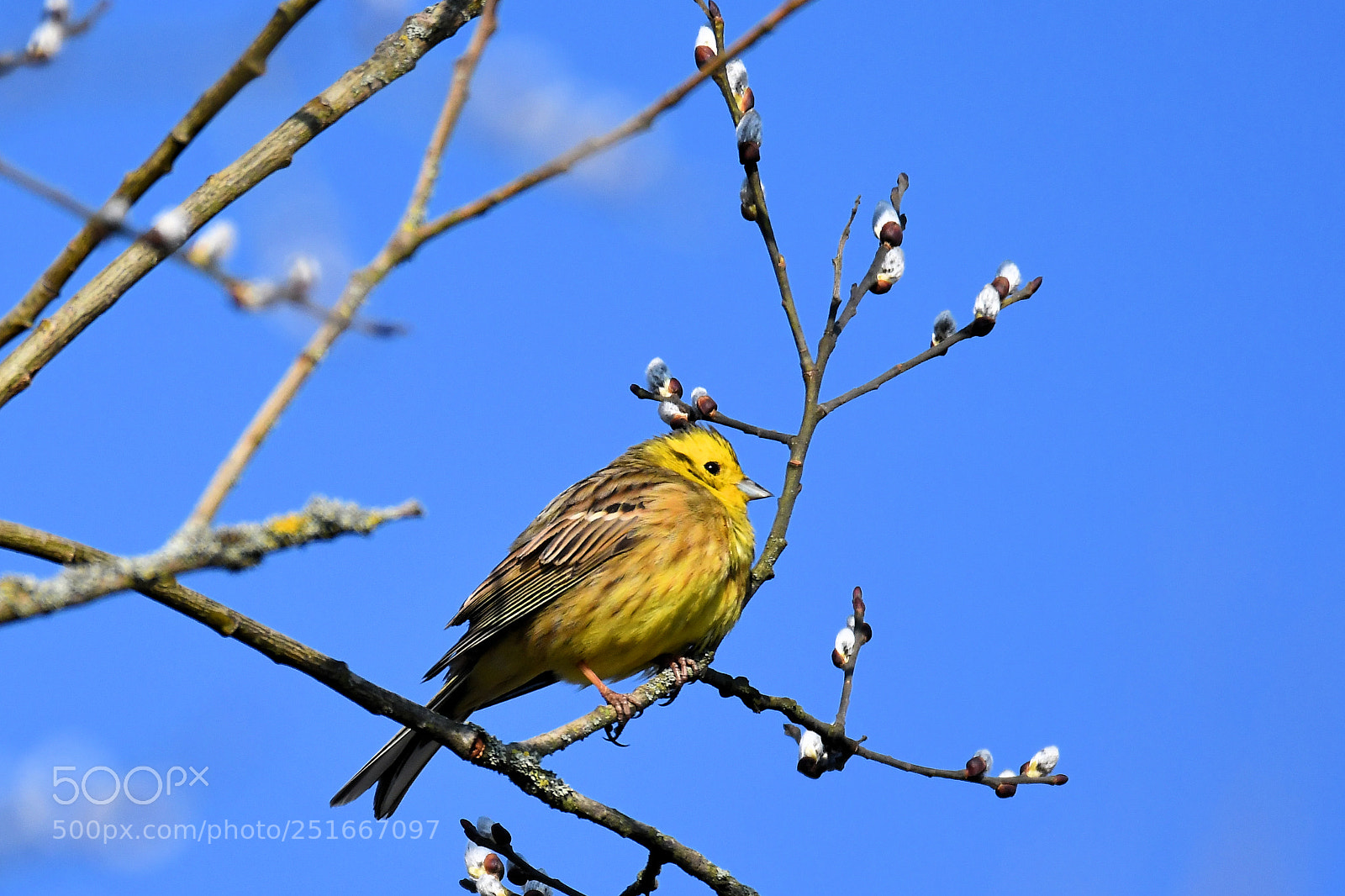 Nikon D500 sample photo. Yellowhammer, emberiza citrinella photography