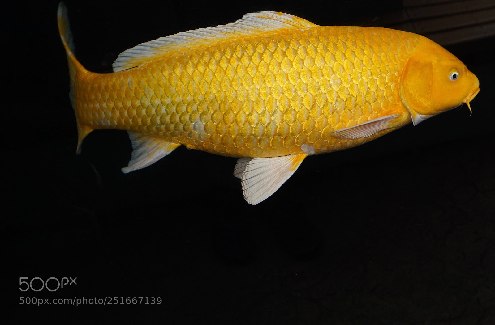 Sony a9 sample photo. Yellow  photography