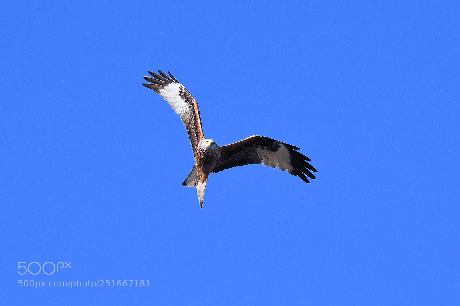 Nikon D500 sample photo. Milvus milvus, red kite photography