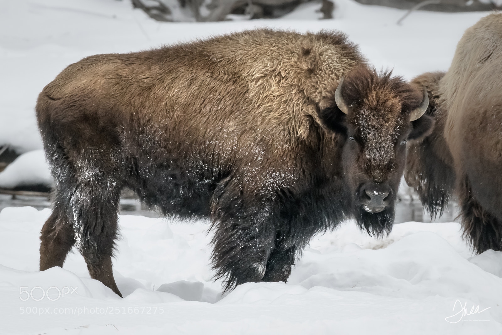 Nikon D850 sample photo. Bedhead bison photography