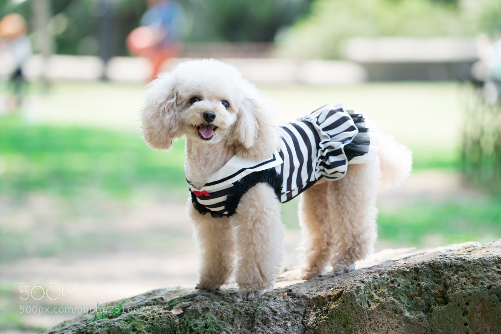 Sony a7R II sample photo. Dsc photography