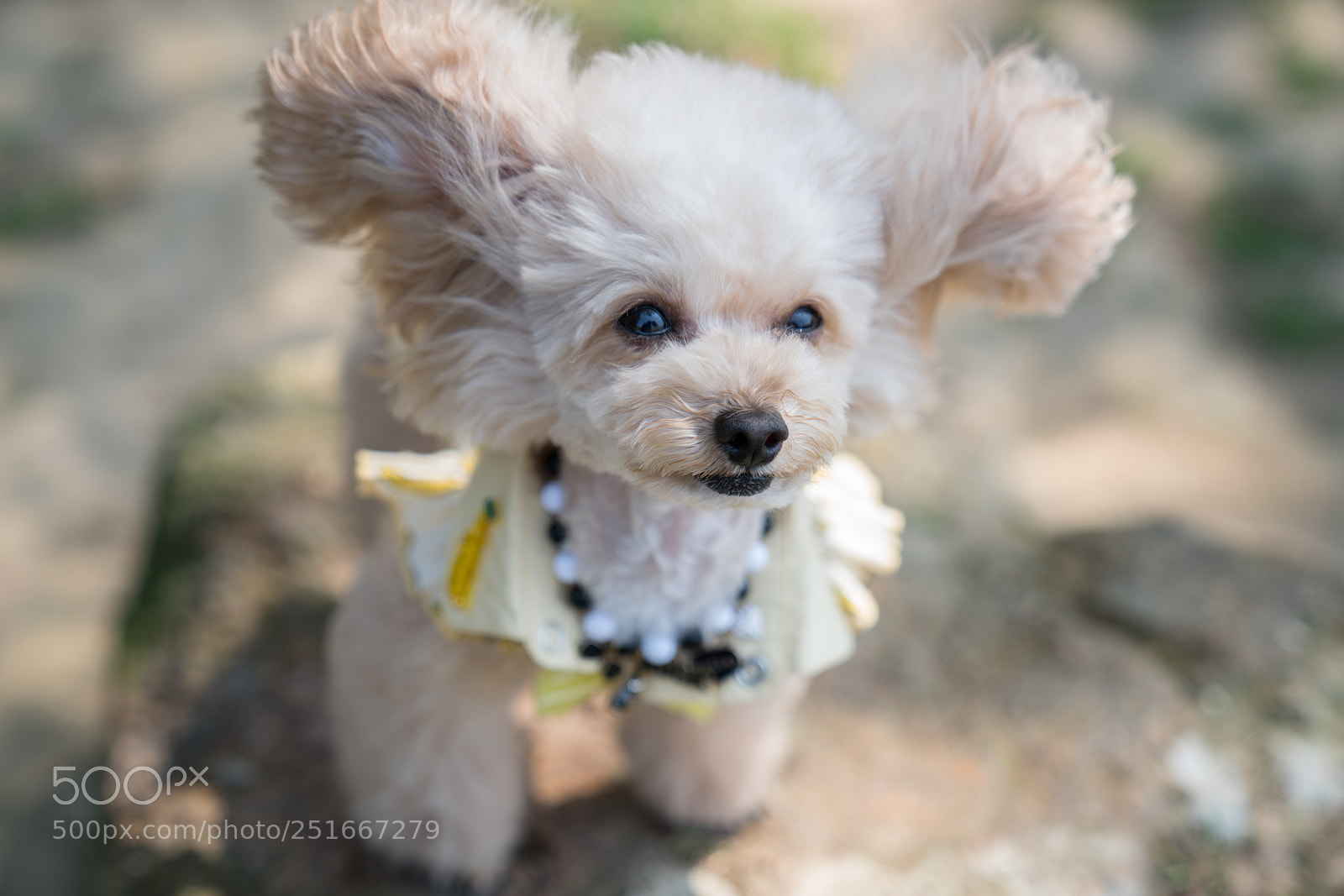 Sony a7R II sample photo. Dsc photography