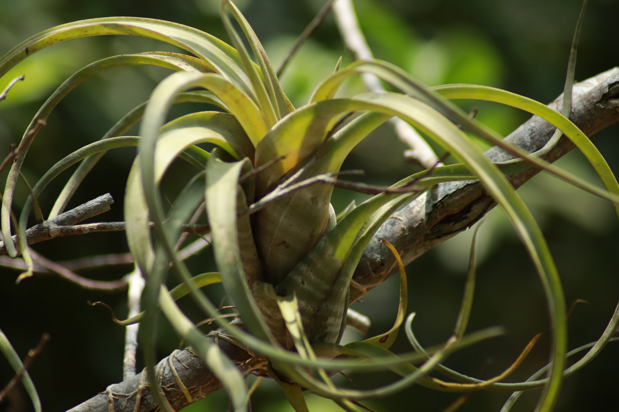 Canon EOS 77D (EOS 9000D / EOS 770D) sample photo. Flower bromelia photography