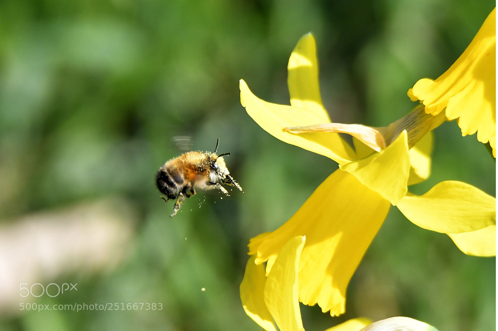 Nikon D500 sample photo. Bee photography