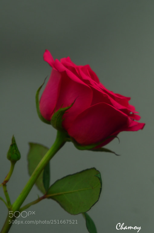 Nikon D7000 sample photo. Rosa photography