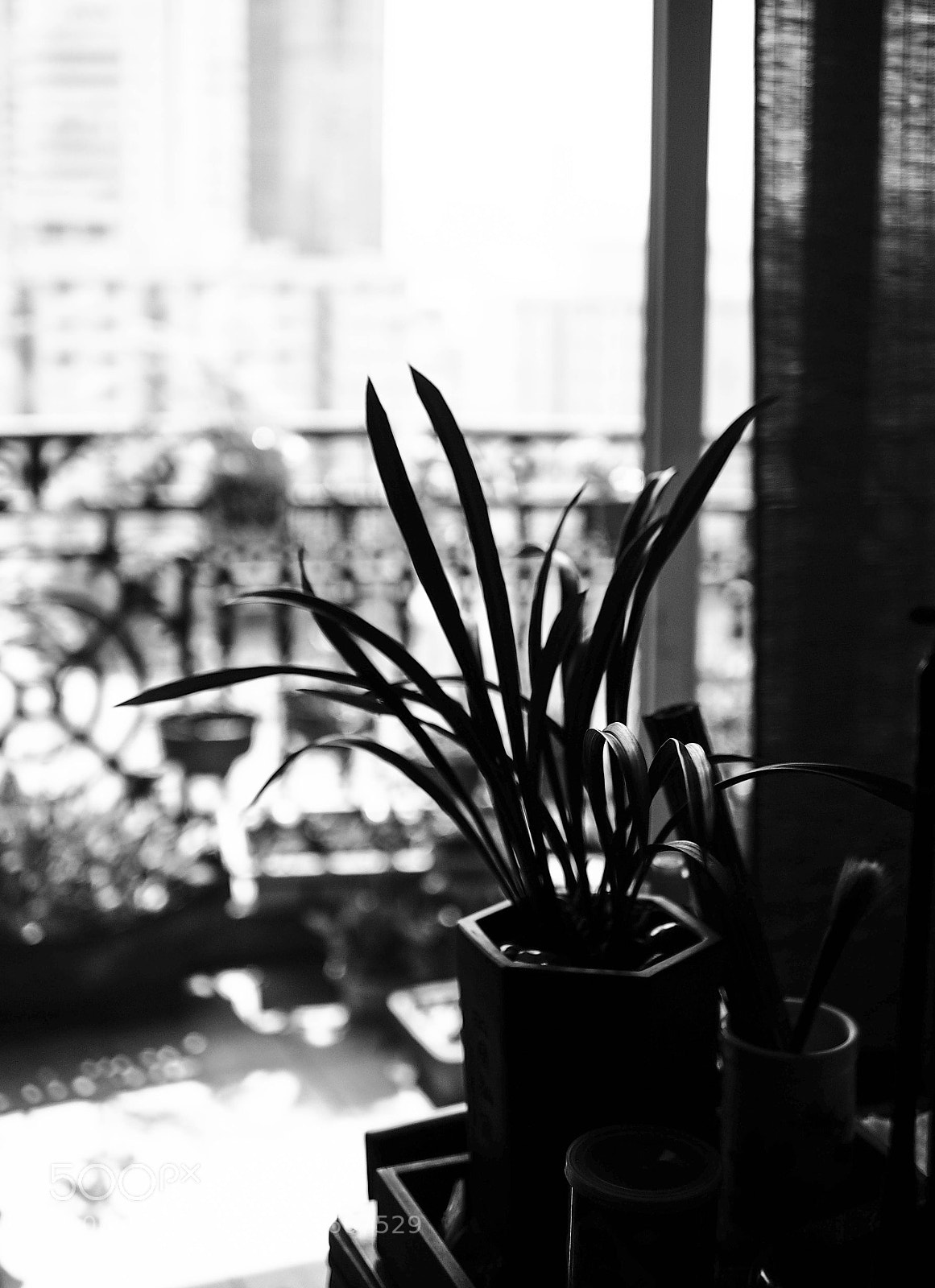 Olympus OM-D E-M1 sample photo. Orchid photography