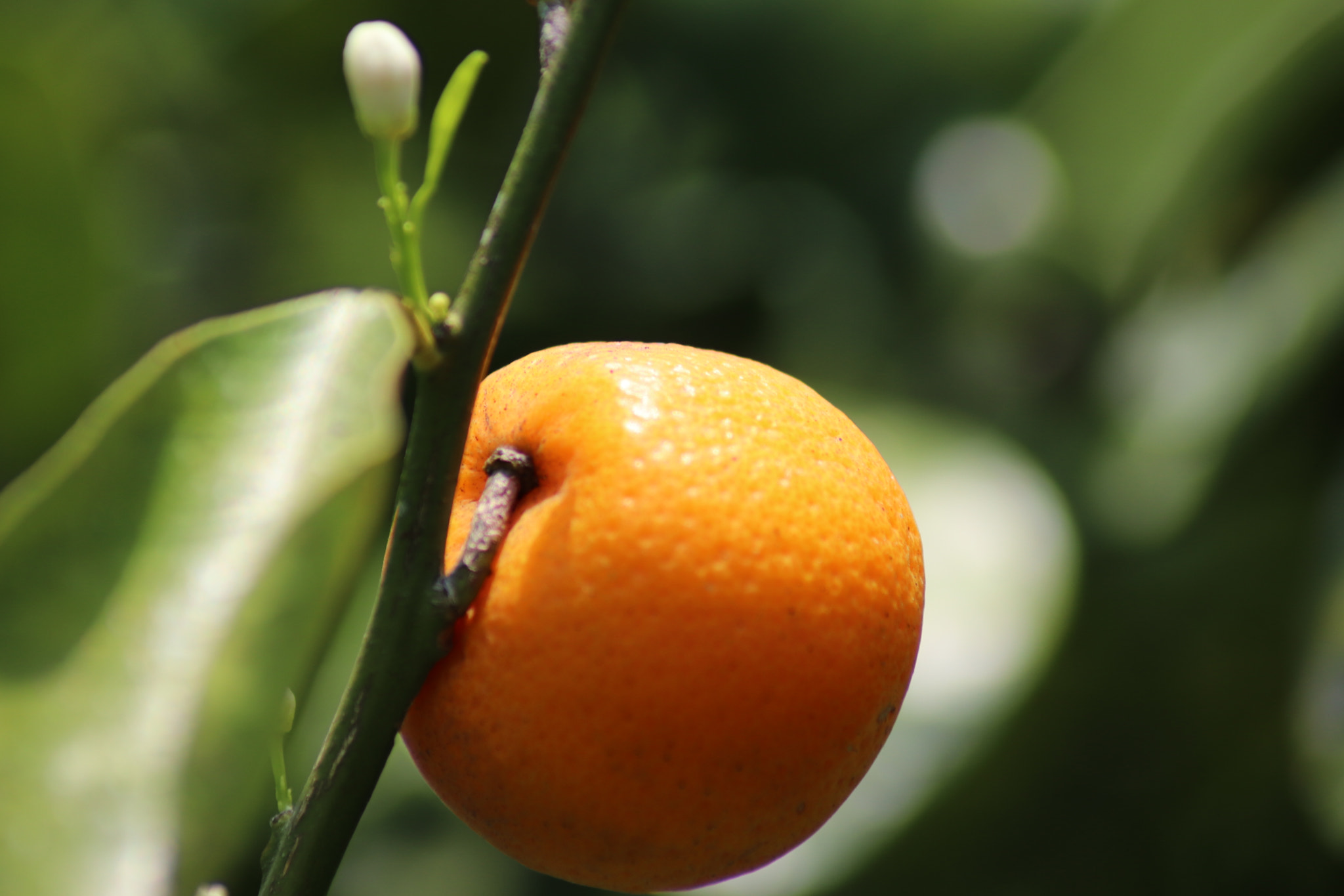 Canon EOS 77D (EOS 9000D / EOS 770D) sample photo. Orange photography