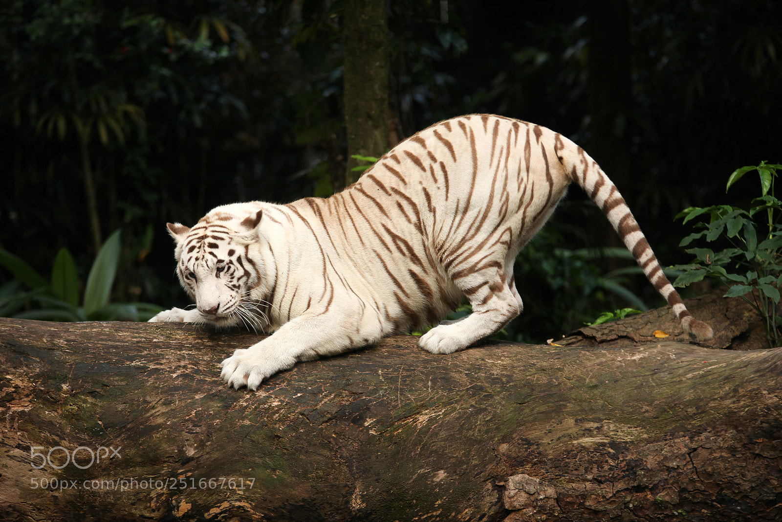Canon EOS 5D Mark II sample photo. White tiger photography