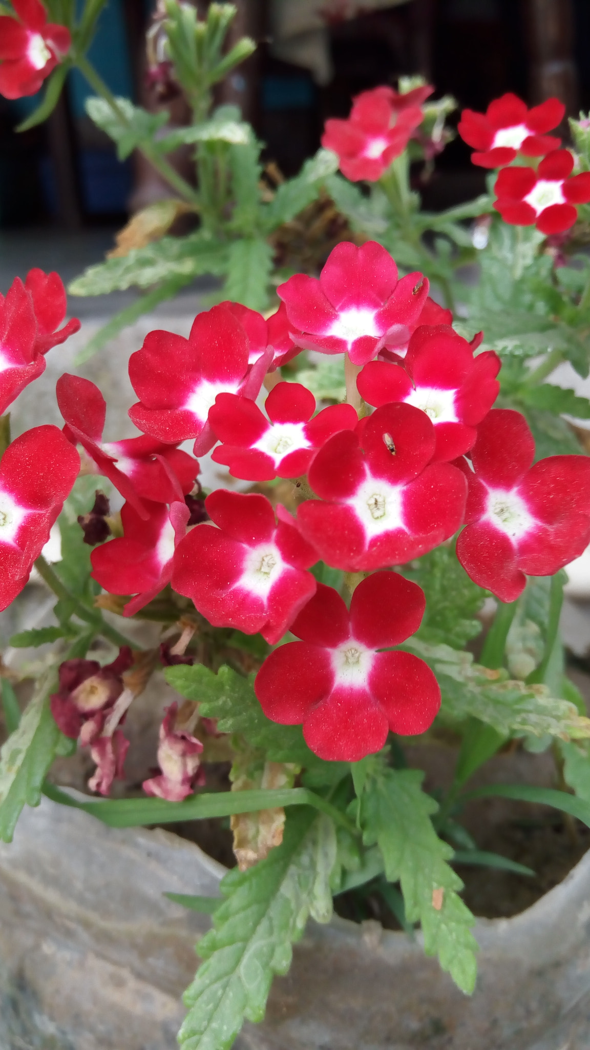 Lenovo VIBE X3 LITE sample photo. Little flowers photography