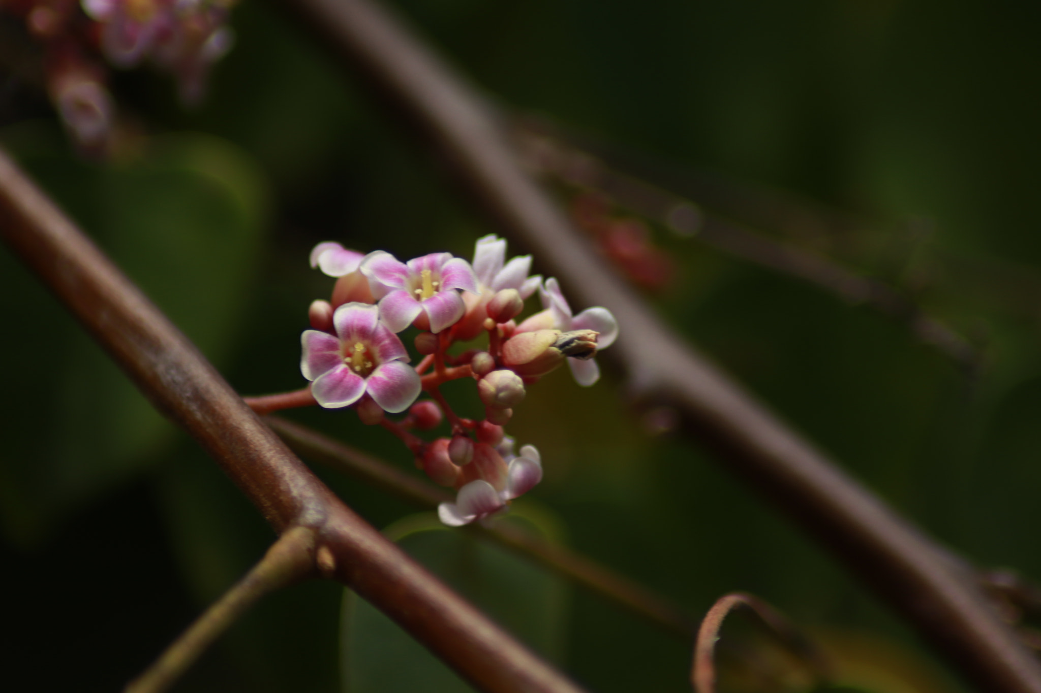 Canon EOS 77D (EOS 9000D / EOS 770D) sample photo. Flower torombolo photography