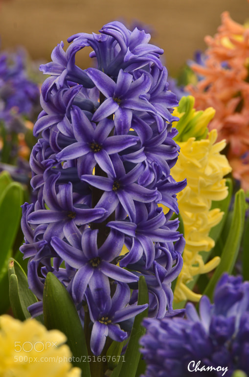 Nikon D7000 sample photo. Jacinto photography
