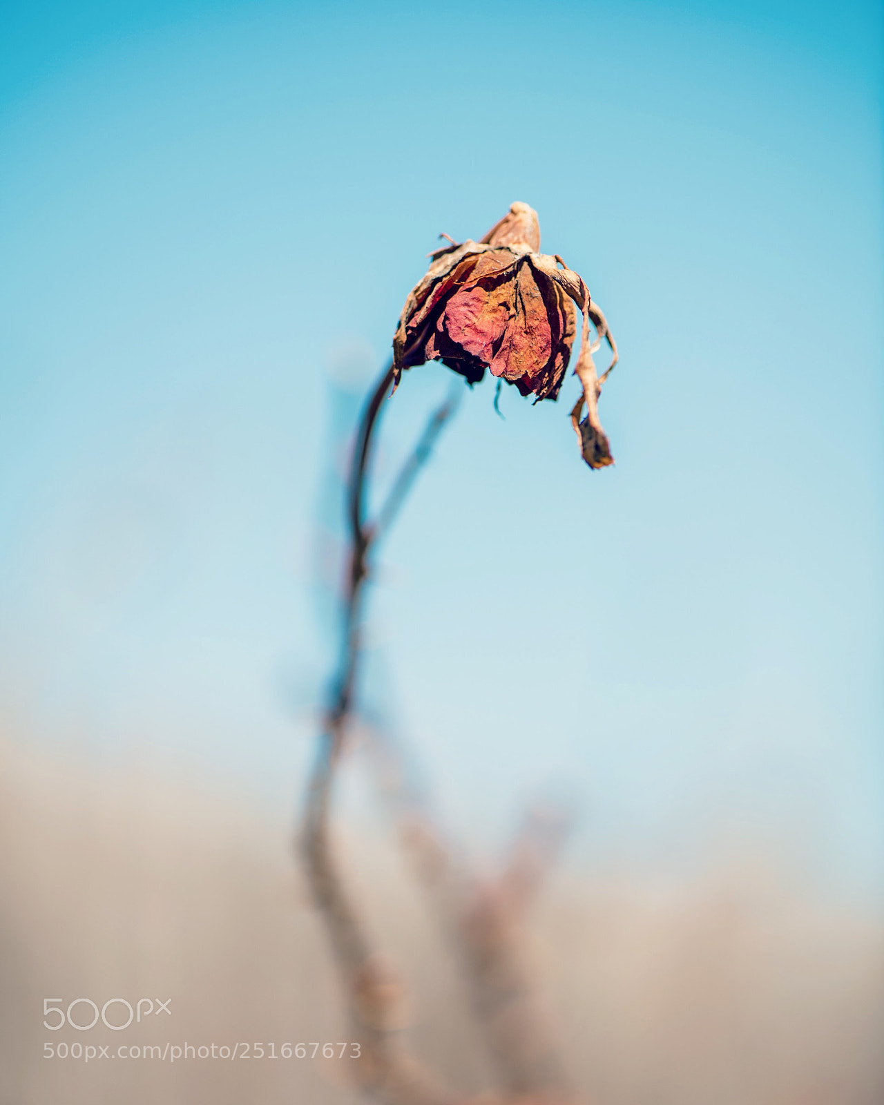 Nikon D850 sample photo. Patiently awaiting spring photography