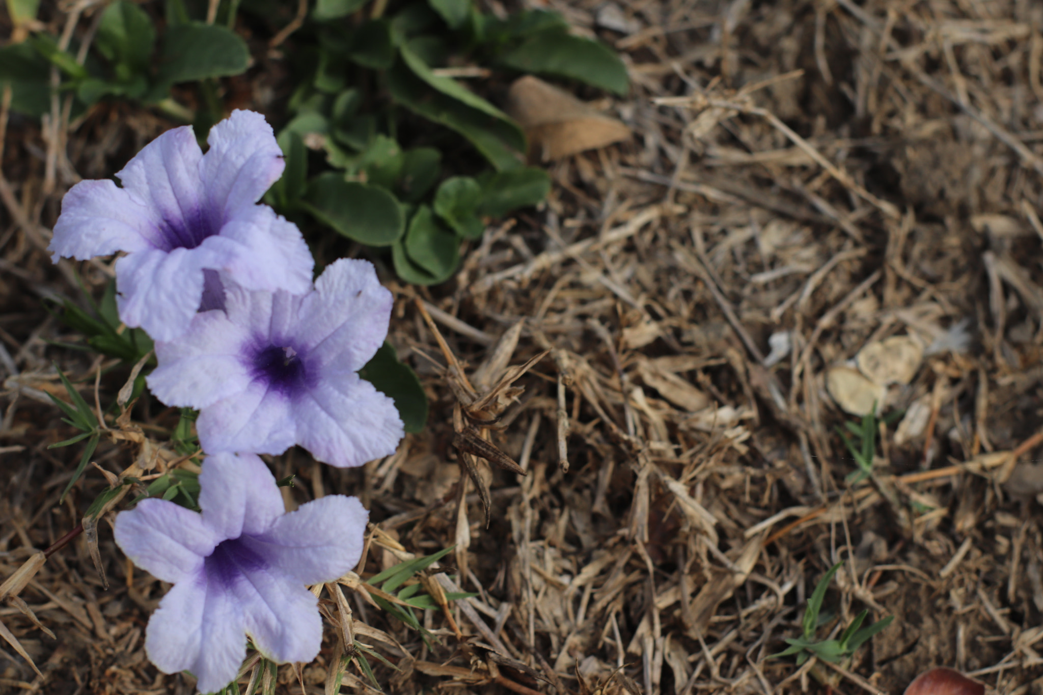 Canon 50mm sample photo. Wild flowers photography