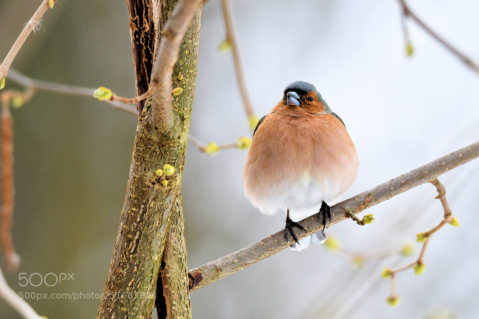 Nikon D500 sample photo. Finch photography