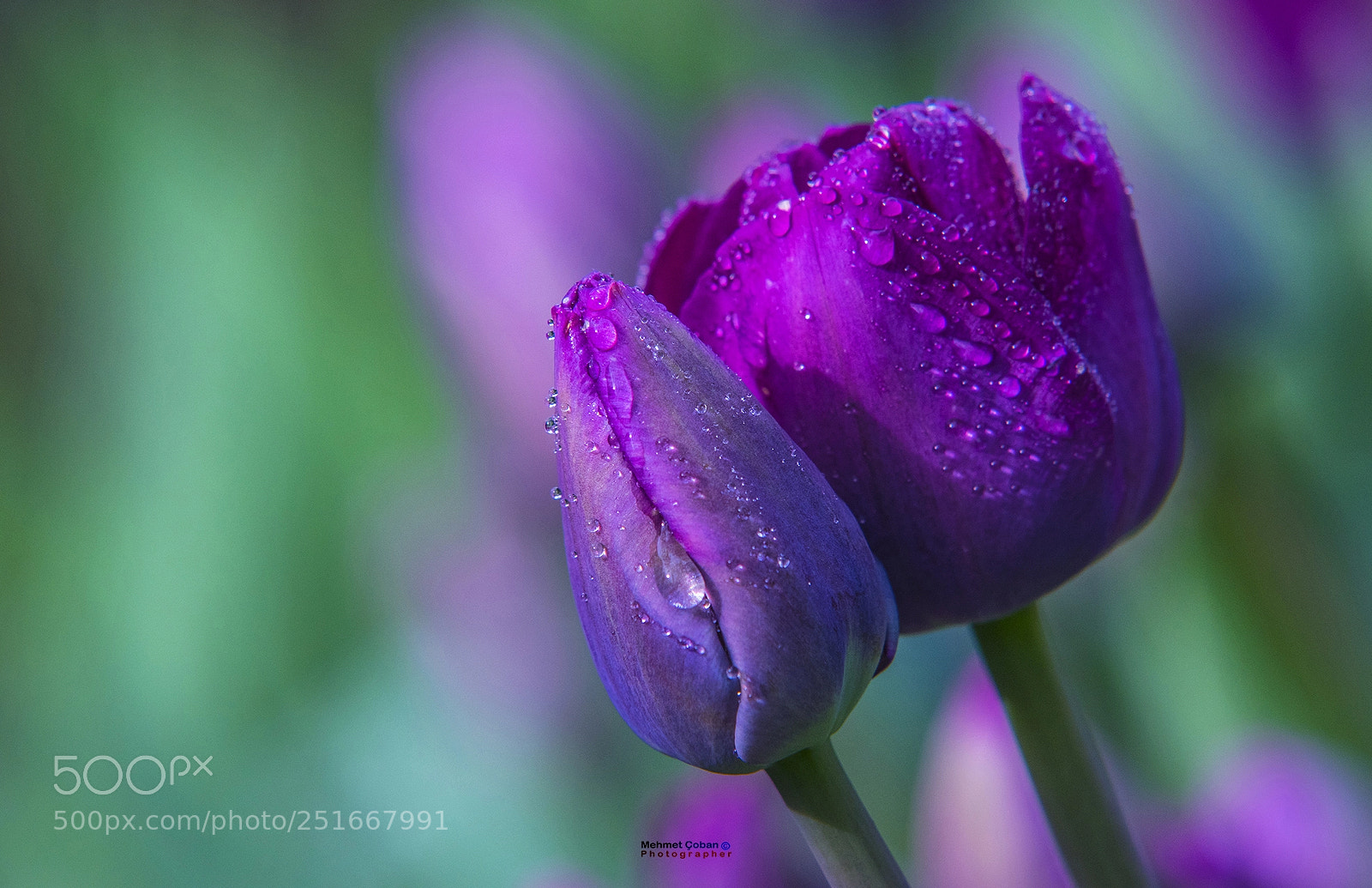 Pentax K-3 II sample photo. Crying tulips... photography