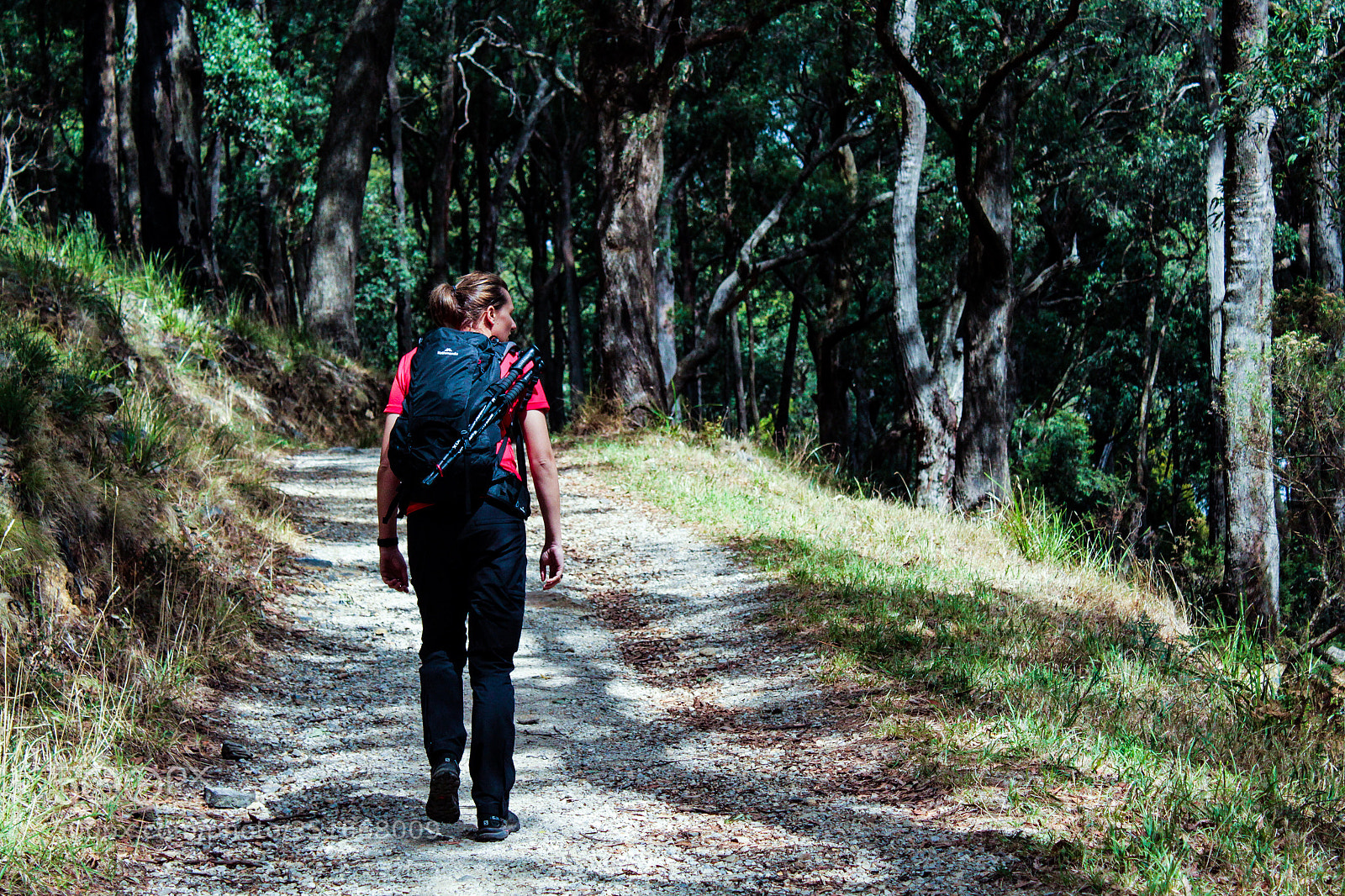 Canon EOS 1300D (EOS Rebel T6 / EOS Kiss X80) sample photo. Exploring the dandenong ranges photography