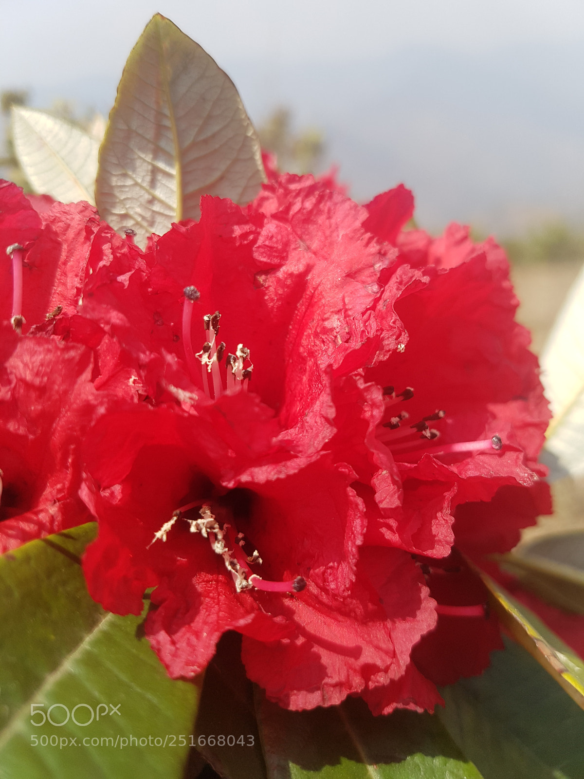 Samsung Galaxy S7 Edge sample photo. Laliguras ?? photography