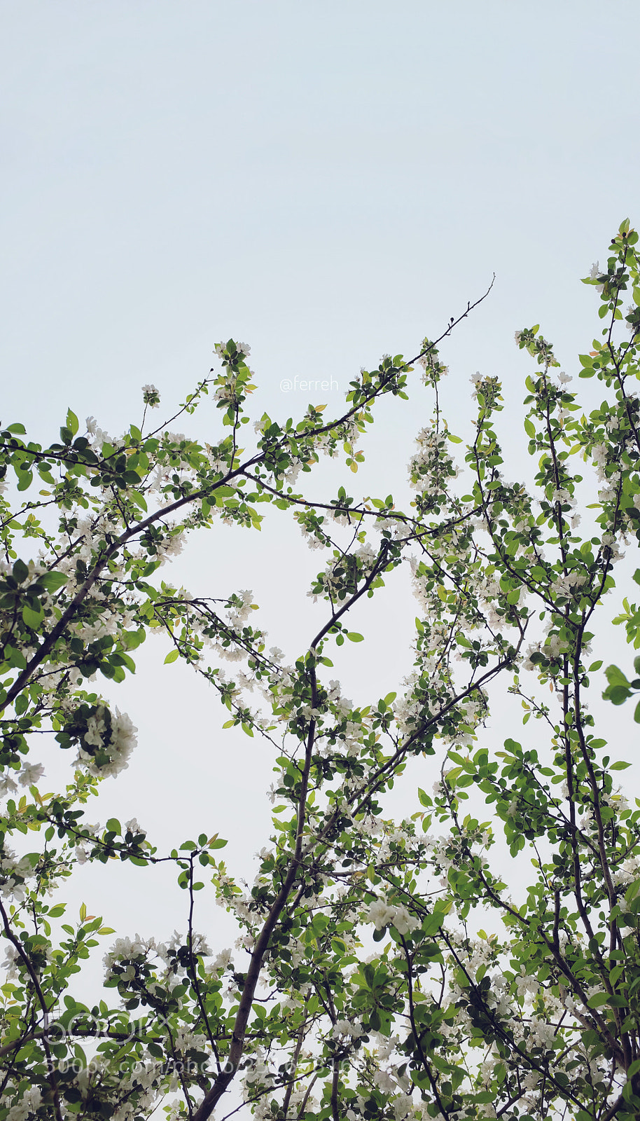 Fujifilm X100T sample photo. Spring photography