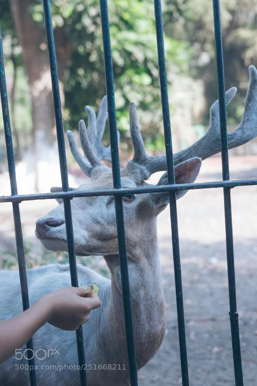 Canon EOS 80D sample photo. Deer photography
