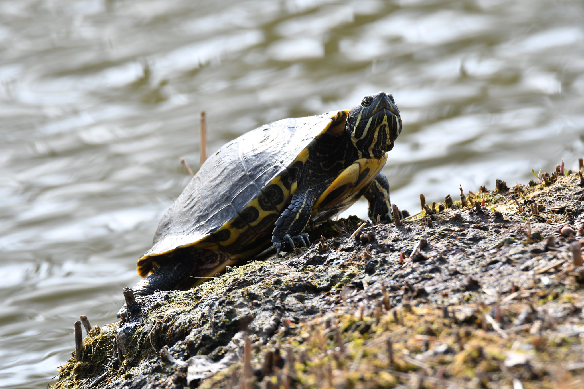 Nikon D500 + Tamron SP 150-600mm F5-6.3 Di VC USD sample photo. Red-eared slider photography