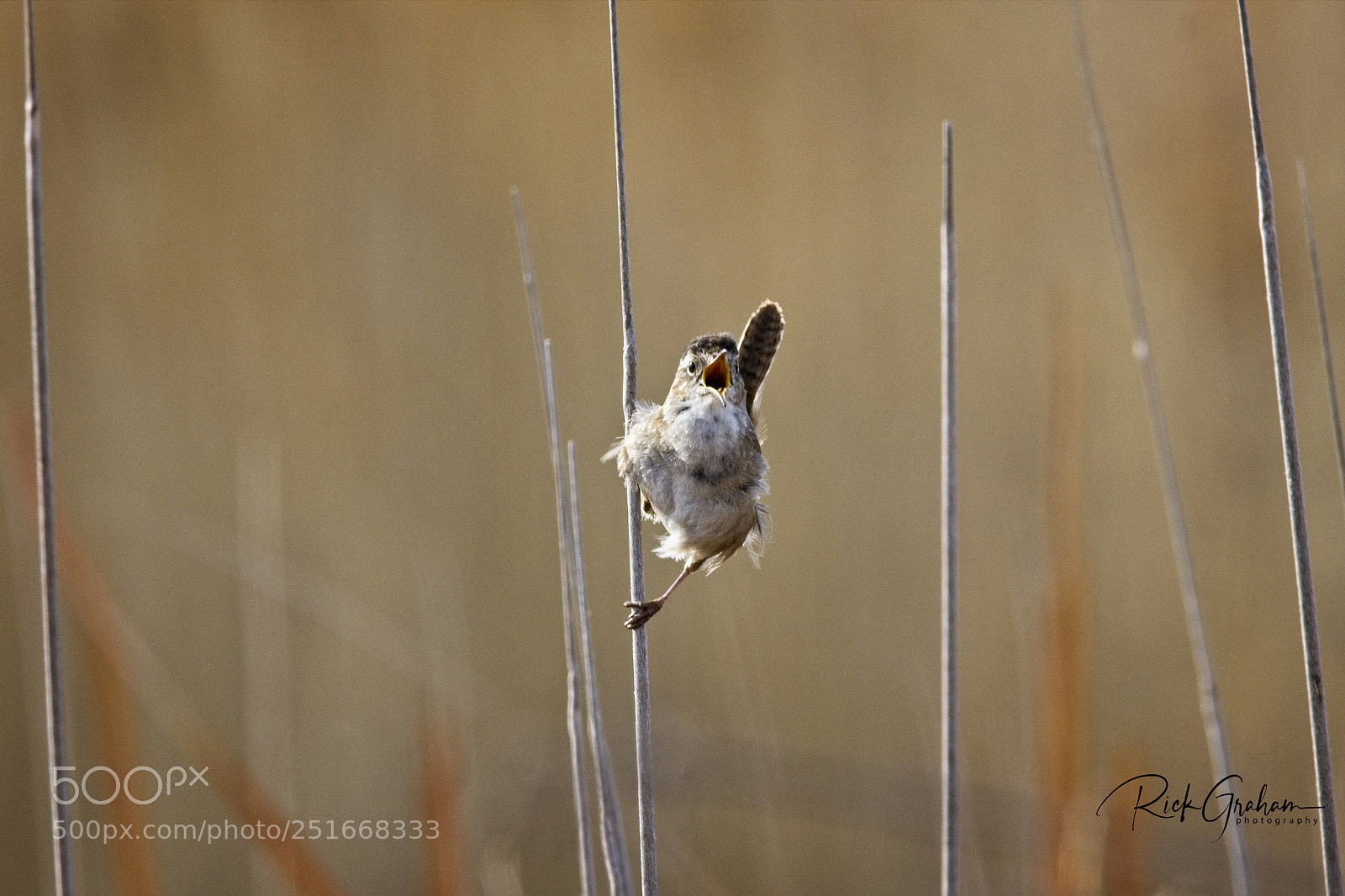 Canon EOS 80D sample photo. Wind-swept marsh wren singing photography
