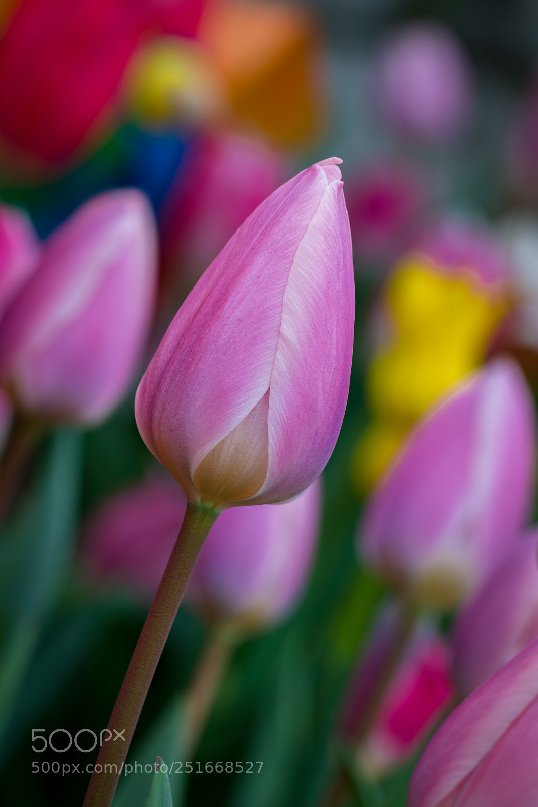 Canon EOS 7D Mark II sample photo. Happy easter photography