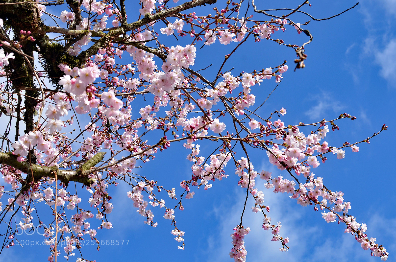 Nikon D7000 sample photo. Spring cherry blossoms photography