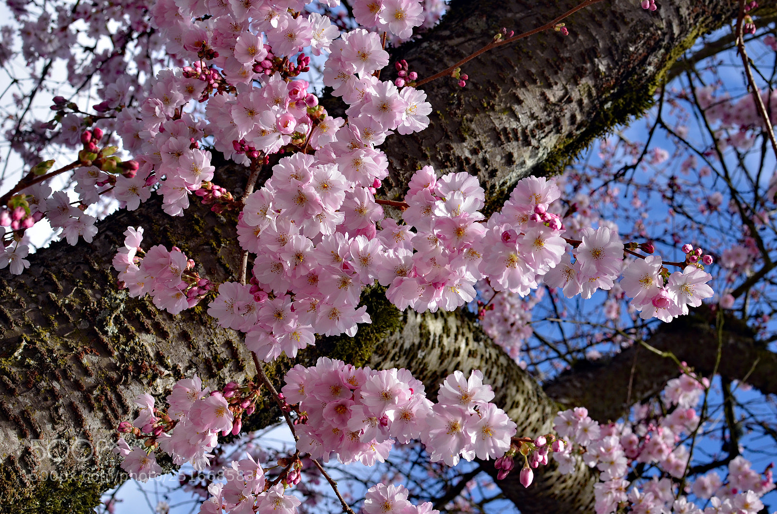 Nikon D7000 sample photo. Spring cherry blossoms photography