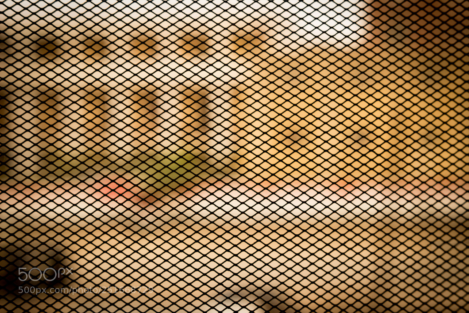 Canon EOS 600D (Rebel EOS T3i / EOS Kiss X5) sample photo. Pattern photography