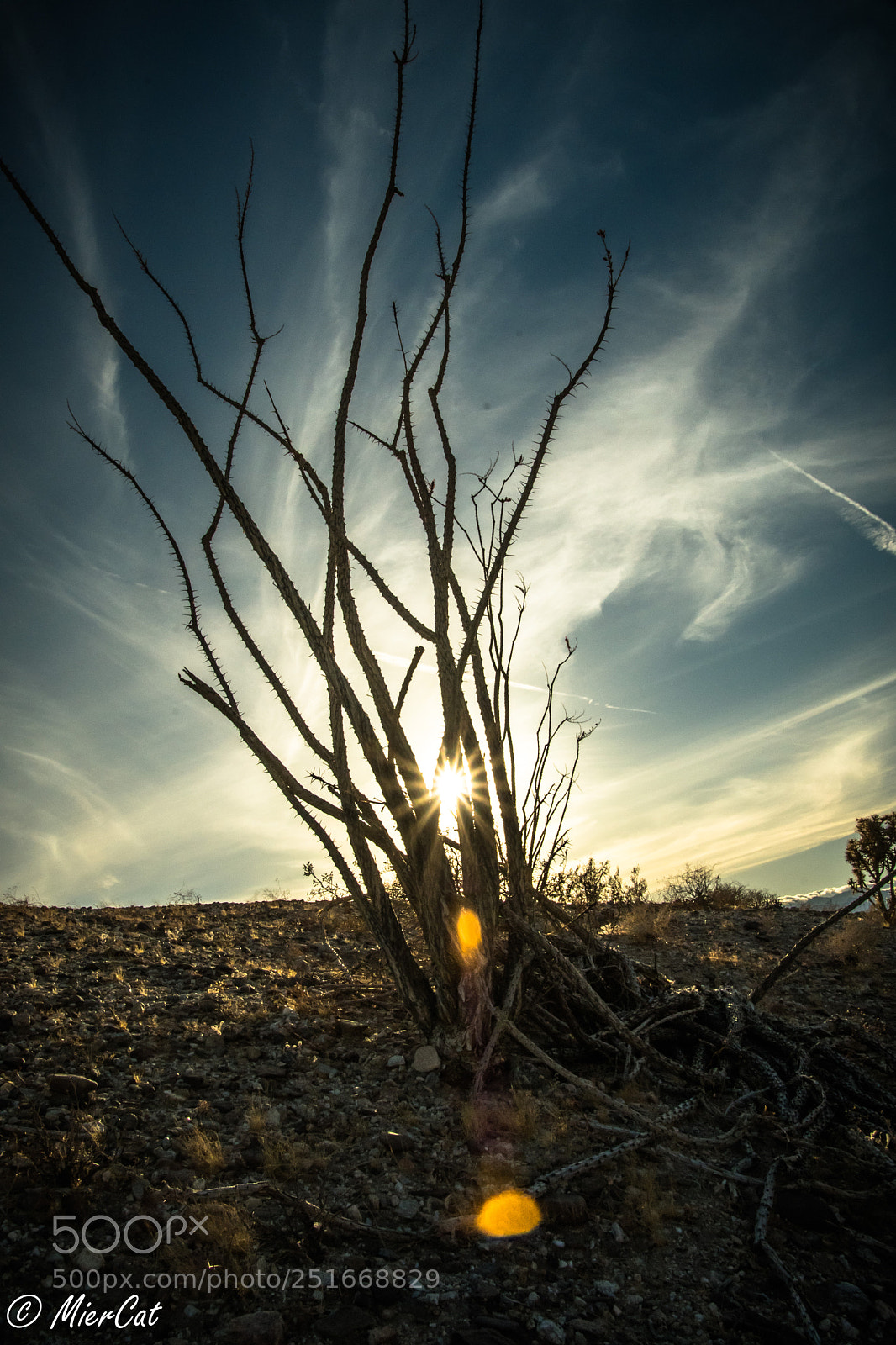 Nikon D500 sample photo. Desert garden photography
