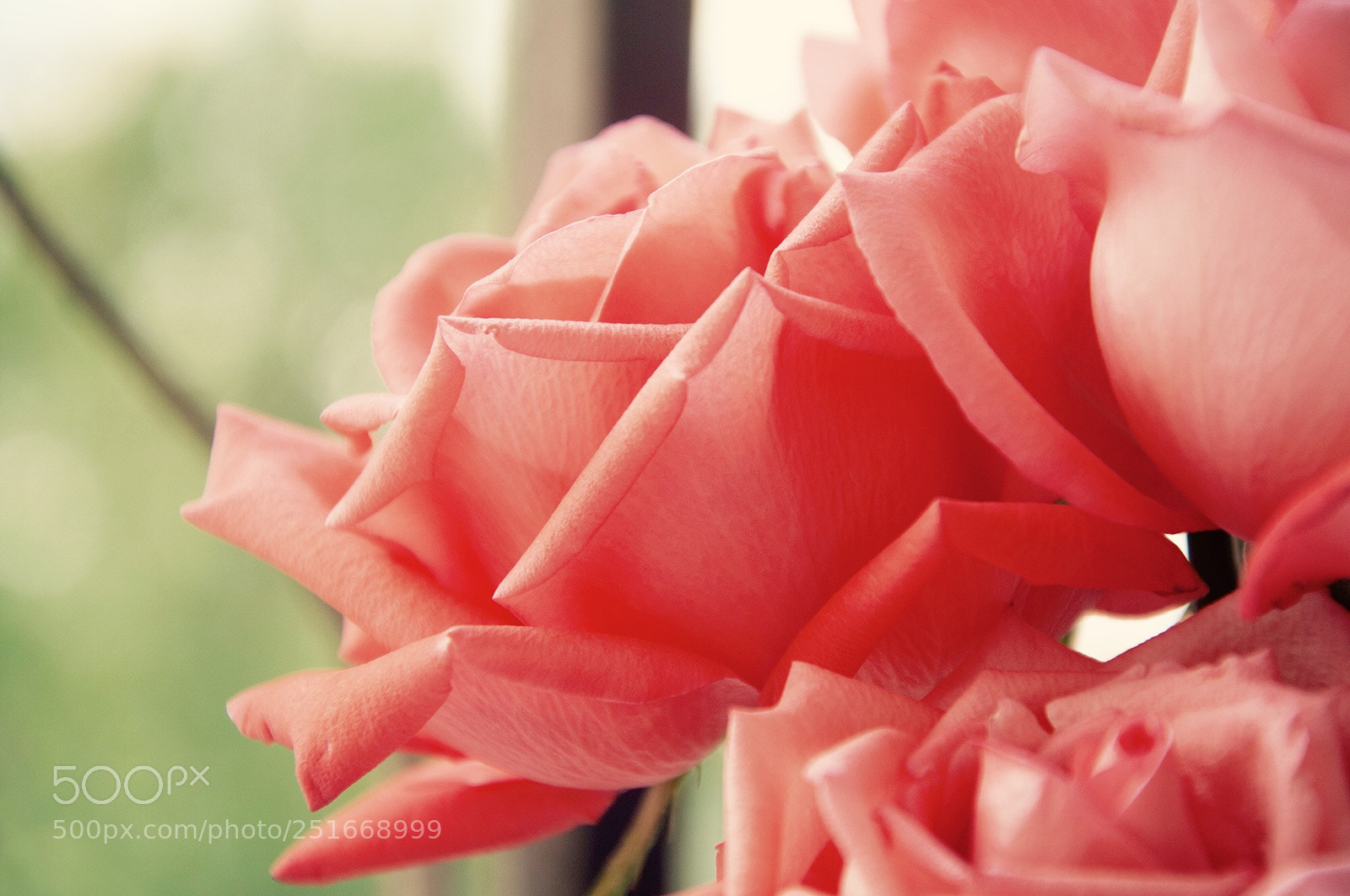 Nikon D90 sample photo. Pink roses photography