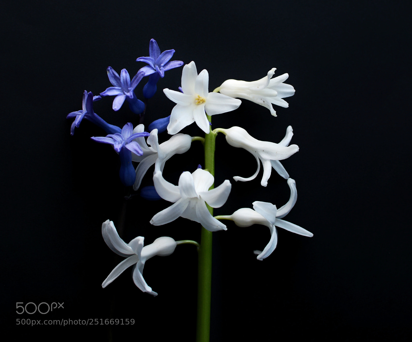 Nikon D5300 sample photo. Untitled photography
