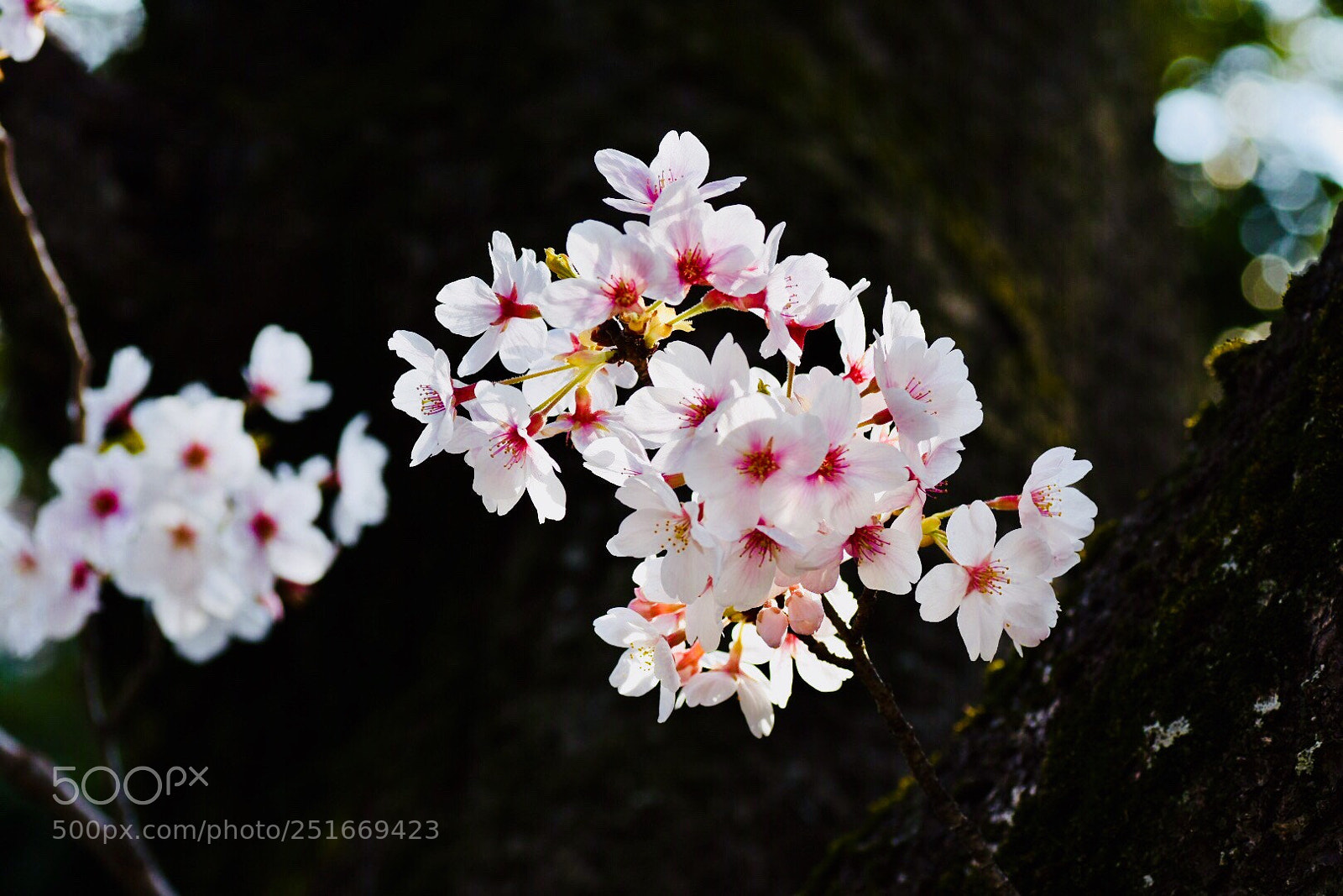 Nikon D7200 sample photo. Yoshino cherry  photography