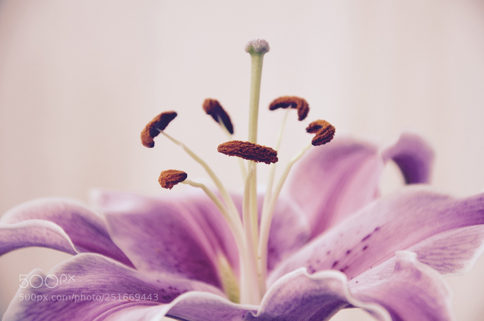 Nikon D90 sample photo. Lily photography