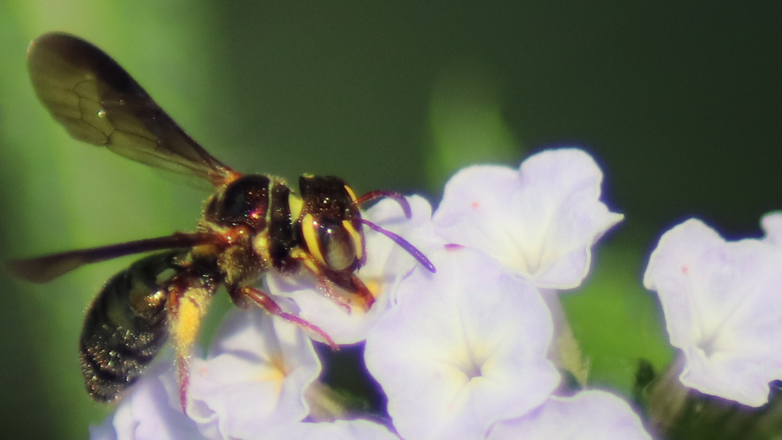 Canon EOS 77D (EOS 9000D / EOS 770D) sample photo. Wasp in the flowers photography