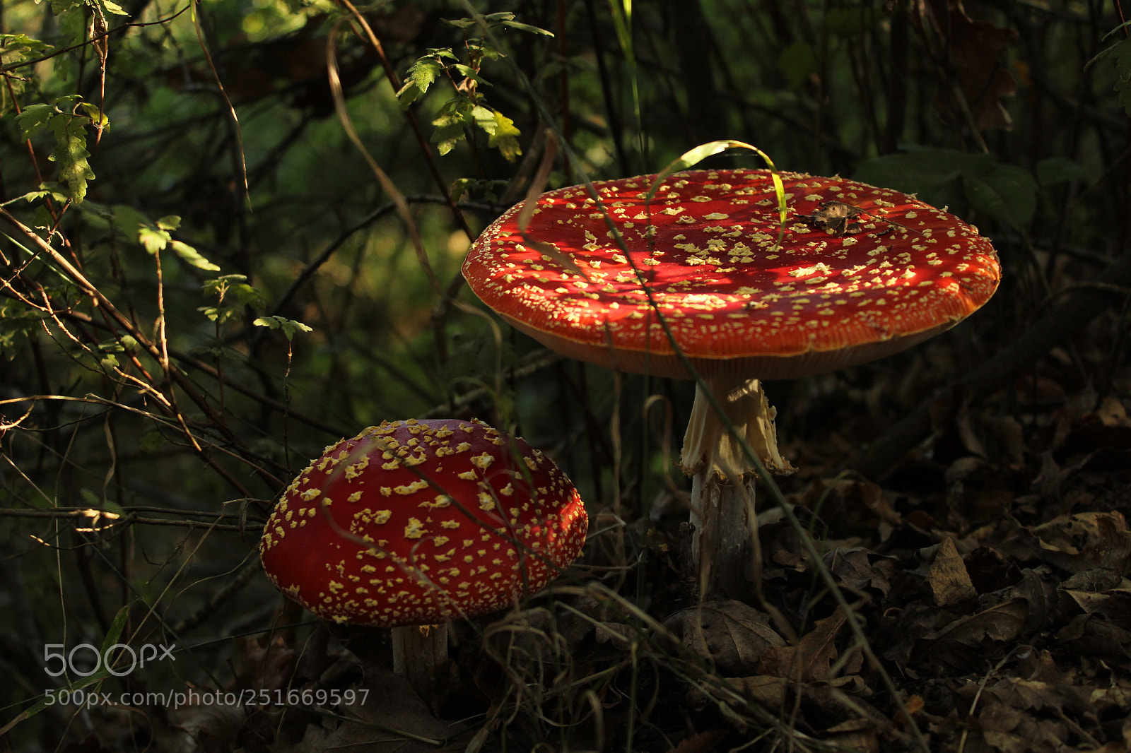 Canon EOS 1300D (EOS Rebel T6 / EOS Kiss X80) sample photo. Amanita photography