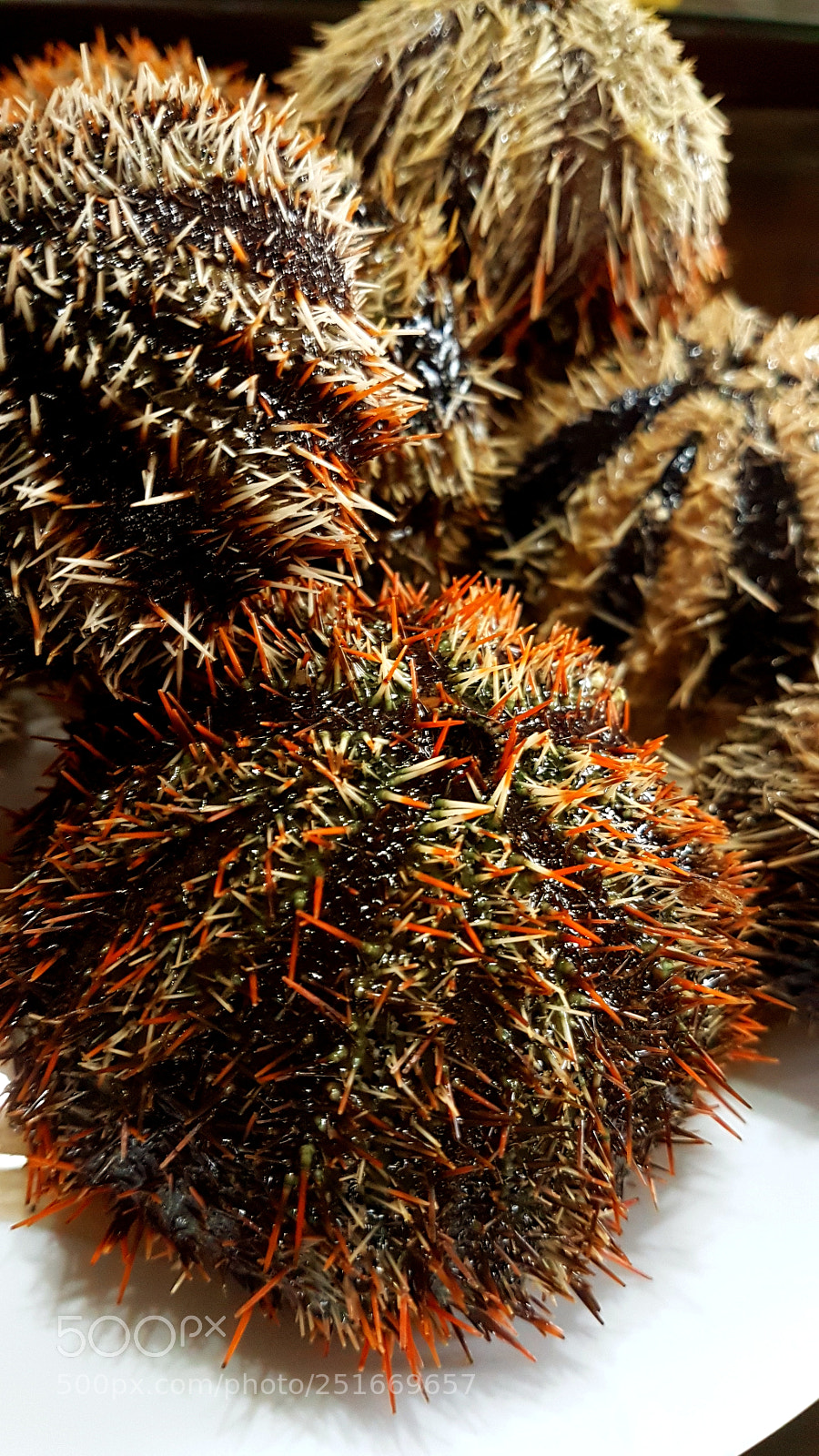 Samsung Galaxy S7 Edge sample photo. Swaki. photography
