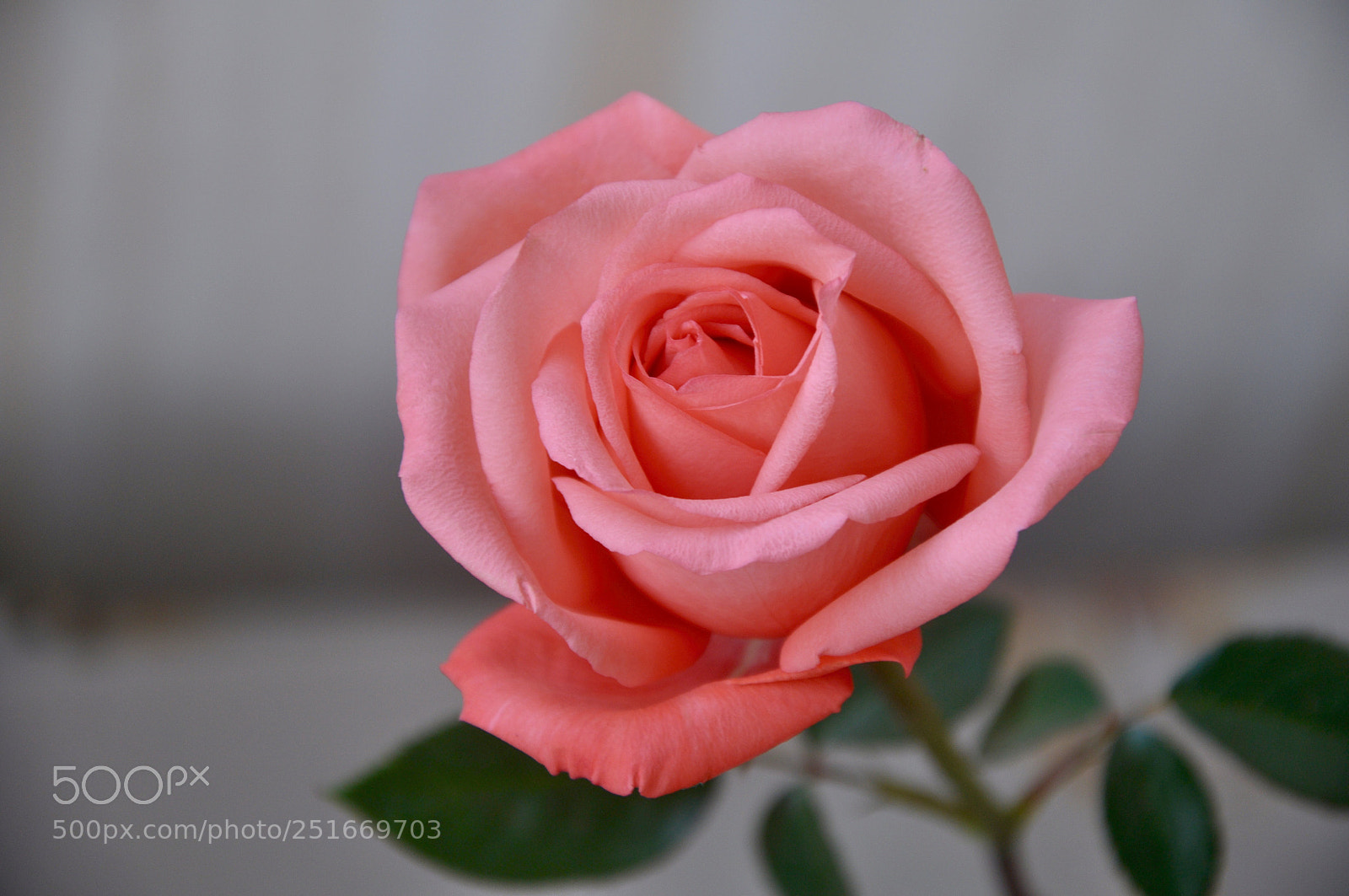 Nikon D90 sample photo. Pink rose photography